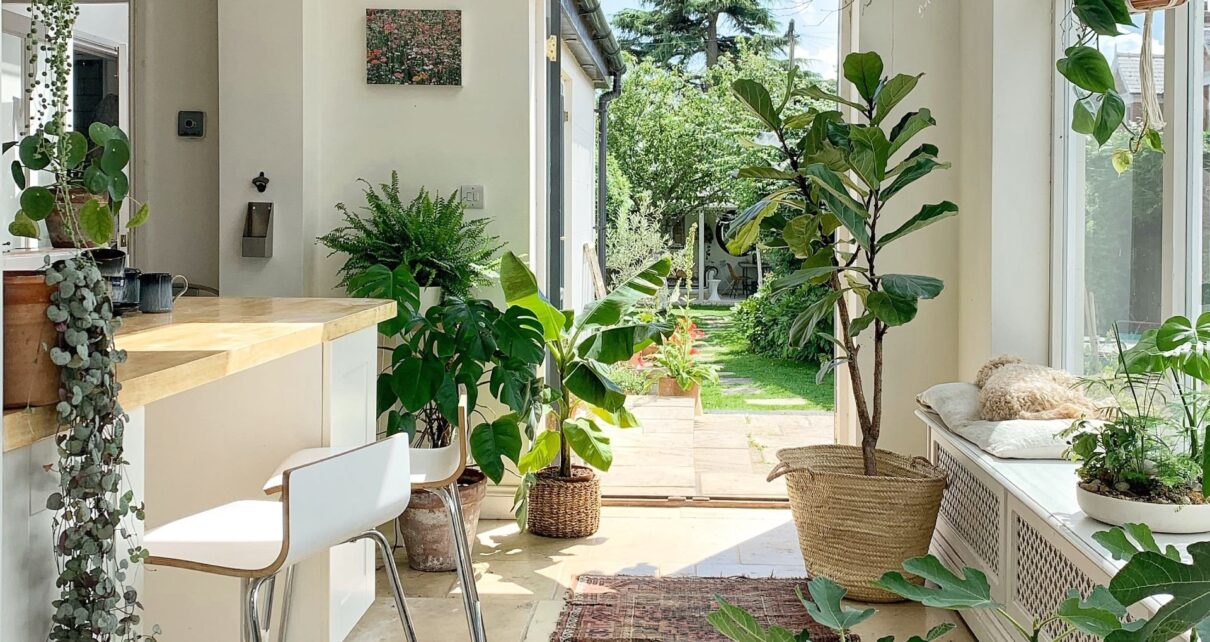 Top 6 loại cây trồng trong nhà giúp nhà có không khí trong lành mát mẻ